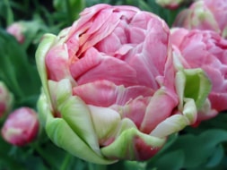 Keukenhof (53)